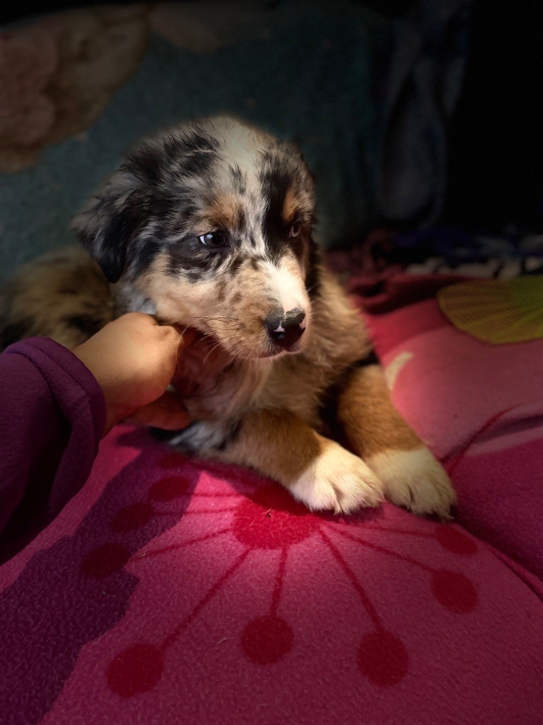 Des Tamboures - Chiot disponible  - Berger Australien