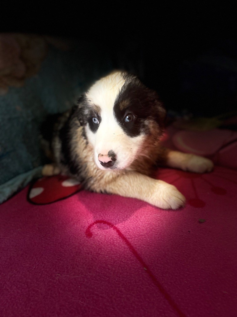 Des Tamboures - Chiot disponible  - Berger Australien