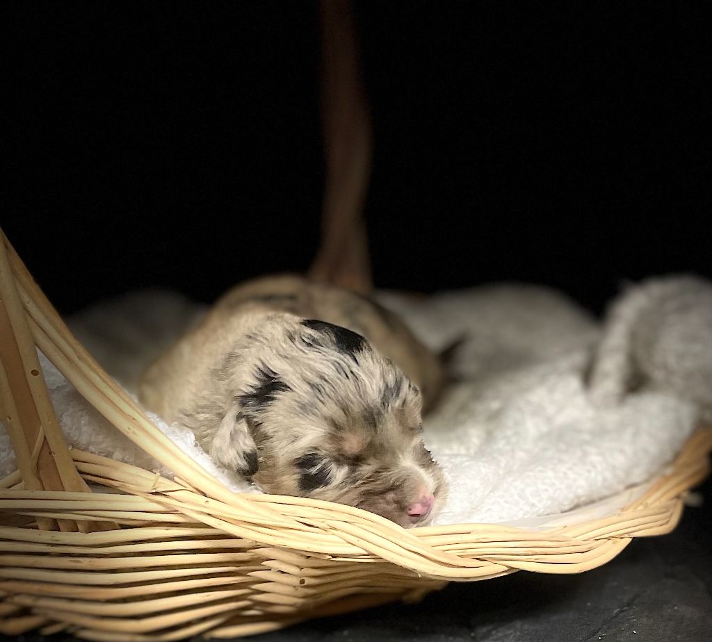 chiot Berger Australien Des Tamboures