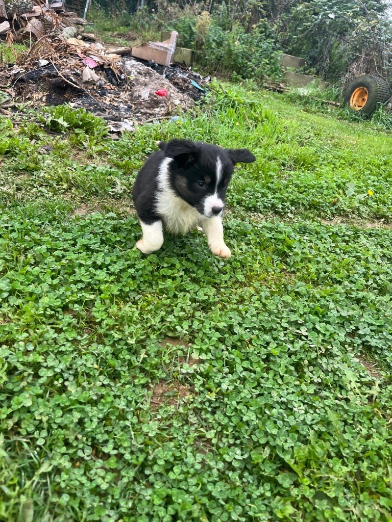 Des Tamboures - Chiot disponible  - Berger Australien