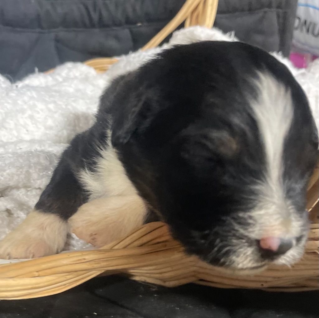 Des Tamboures - Chiot disponible  - Berger Australien