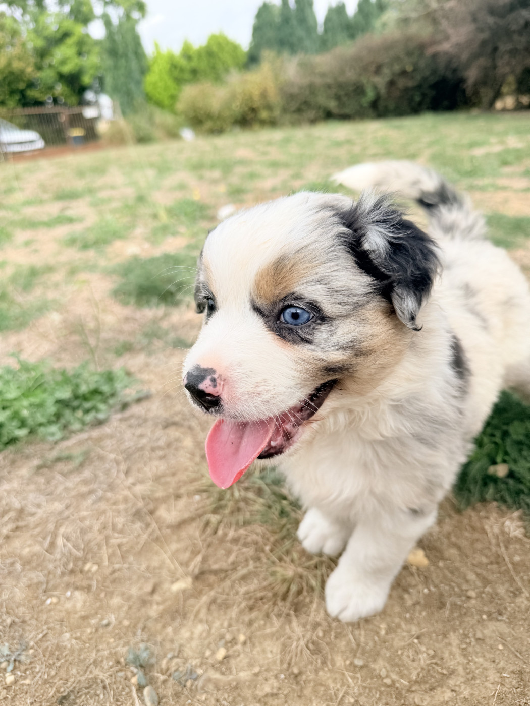 Des Tamboures - Chiots disponibles - Berger Australien