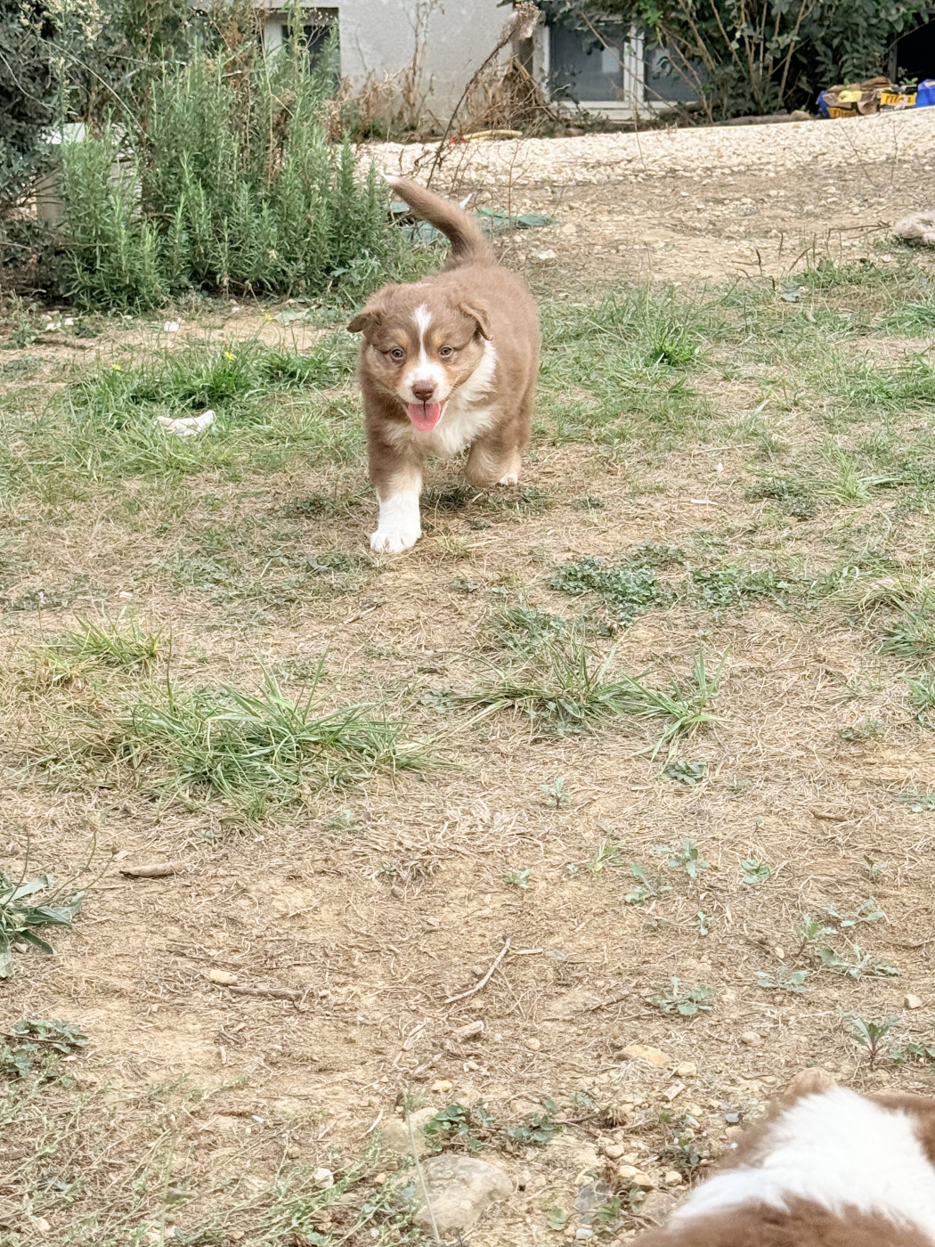 Des Tamboures - Chiots disponibles - Berger Australien
