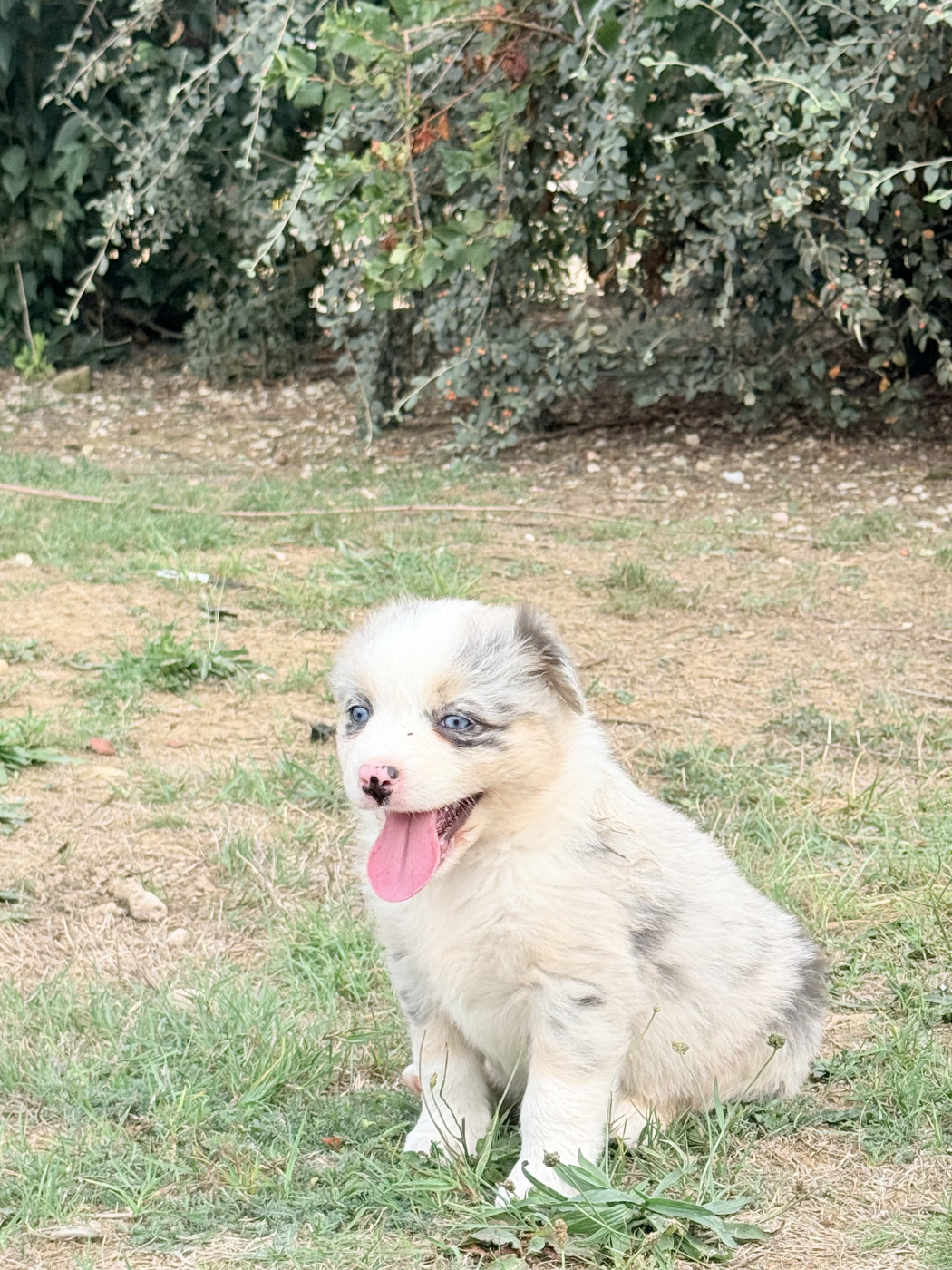 Des Tamboures - Chiots disponibles - Berger Australien