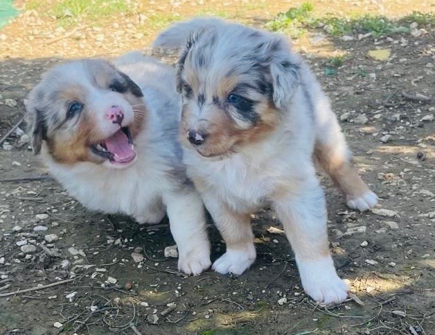 Chiot Berger Australien Des Tamboures