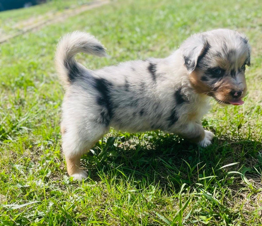 Des Tamboures - Chiots disponibles - Berger Australien